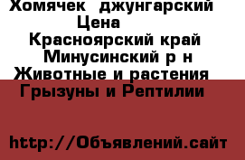 Хомячек  джунгарский   › Цена ­ 150 - Красноярский край, Минусинский р-н Животные и растения » Грызуны и Рептилии   